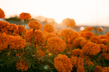 field of orange marigolds during sunset