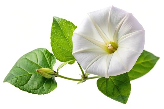 Field bindweed flower isolated on white background