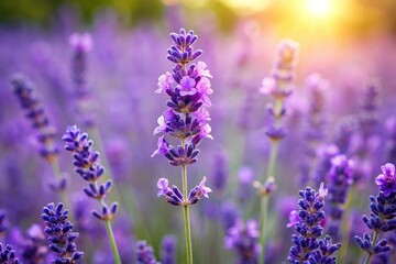 Naklejka premium Selective focus on lavender flower in garden