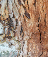 Eucalyptus tree bark texture, Bark of eucalyptus tree, seamless texture, a eucalyptus tree bark texture background image