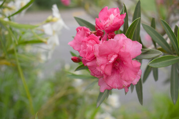 Nerium oleander in bloom, Pink siplicity bunch of flowers and green leaves on branches, Nerium...