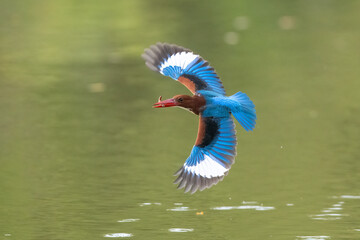 White-throated Kingfisher, A bird with beautiful wings is flying