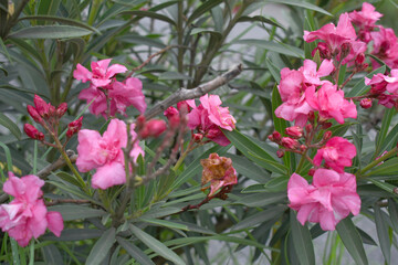 Nerium oleander in bloom, Pink siplicity bunch of flowers and green leaves on branches, Nerium...