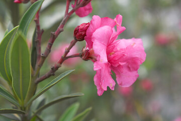 Obraz premium Nerium oleander in bloom, Pink siplicity bunch of flowers and green leaves on branches, Nerium Oleander shrub Pink flowers, ornamental shrub branches in daylight, bunch of flowers closeup
