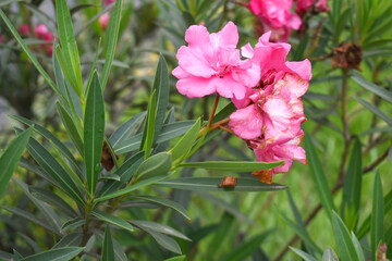 Nerium oleander in bloom, Pink siplicity bunch of flowers and green leaves on branches, Nerium...