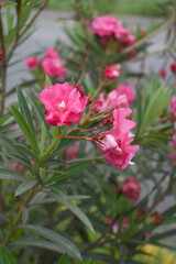 Nerium oleander in bloom, Pink siplicity bunch of flowers and green leaves on branches, Nerium Oleander shrub Pink flowers, ornamental shrub branches in daylight, bunch of flowers closeup