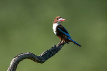 White-throated Kingfisher ,A bird is sitting on a branch