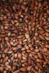 Oak acorns background