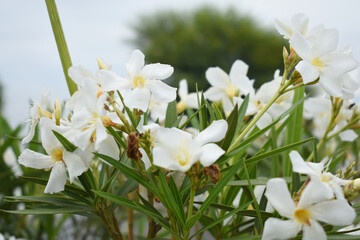 Nerium oleander in bloom, White siplicity bunch of flowers and green leaves on branches, Nerium...