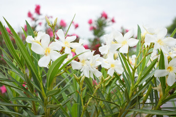 Nerium oleander in bloom, White siplicity bunch of flowers and green leaves on branches, Nerium...