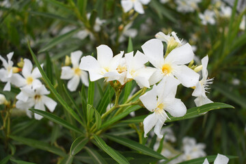 Nerium oleander in bloom, White siplicity bunch of flowers and green leaves on branches, Nerium Oleander shrub white flowers, ornamental shrub branches in daylight, bunch of flowers closeup