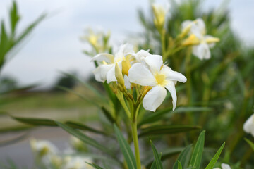 Nerium oleander in bloom, White siplicity bunch of flowers and green leaves on branches, Nerium...