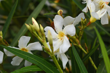 Nerium oleander in bloom, White siplicity bunch of flowers and green leaves on branches, Nerium...