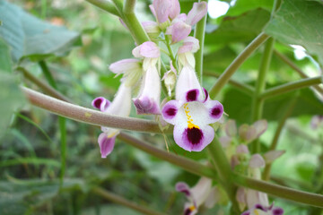 Martynia annua L. (MARTYNIACEAE) Common name: Cat's claw, Tiger's claw, Iceplant, Devil's claw, white purple flowers, wild flower, Devils Claws flower, Tiger Claws flower, Chakwal, Punjab, Pakistan