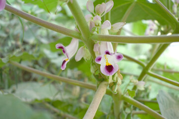 Martynia annua L. (MARTYNIACEAE) Common name: Cat's claw, Tiger's claw, Iceplant, Devil's claw, white purple flowers, wild flower, Devils Claws flower, Tiger Claws flower, Chakwal, Punjab, Pakistan