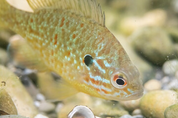 Gemeiner Sonnenbarsch (Lepomis gibbosus)