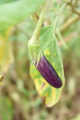 Fresh long purple brinjal (eggplant) hanging on the plant, brinjal in the vegetable field waiting to be picked for consumption. brinjal hanging on the brinjal plant. Fresh vegetable, healthy vegetable