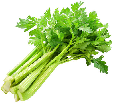 Celery vegetable isolated Design - Wild celery Plant illustration on a white background