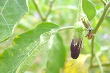 Fresh long purple brinjal (eggplant) hanging on the plant, brinjal in the vegetable field waiting to be picked for consumption. brinjal hanging on the brinjal plant. Fresh vegetable, healthy vegetable