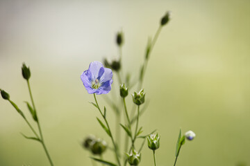Delicate blue flax flower in serene green background showcasing the beauty of nature and tranquility