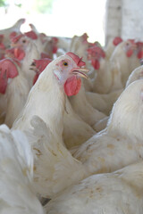 Closeup portrait of White hen at poultry farm, Layer farm, Group of healthy white chicken in poultry farm closeup, hen face closeup in farm, poultry, layer hens for eggs, poultry and livestock Chicken