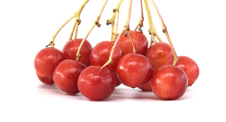Close-up of guelder rose branch with red ripe berries and green leaves