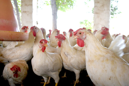 Closeup portrait of White hen at poultry farm, Layer farm, Group of healthy white chicken in poultry farm closeup, hen face closeup in farm, poultry, layer hens for eggs, poultry and livestock Chicken