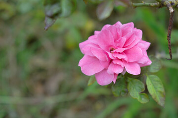 Beautiful pink white rose flower closeup in garden, A very beautiful rose flower bloomed on the rose tree, Rose flower, bloom flowers, Natural spring flower,  Nature