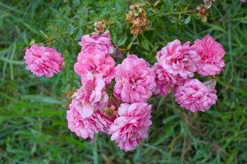 Beautiful pink white rose flower closeup in garden, A very beautiful rose flower bloomed on the rose tree, Rose flower, bloom flowers, Natural spring flower,  Nature
