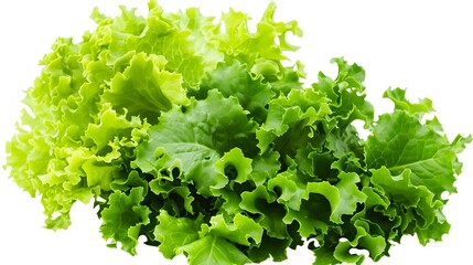 Obraz premium Lettuce on a white background, realistic photographic style, high-resolution digital photography