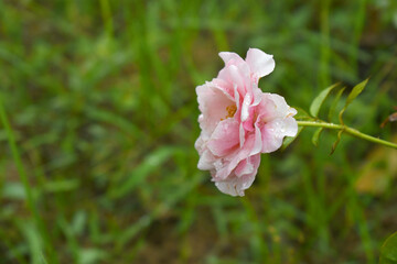 Beautiful pink white rose flower closeup in garden, A very beautiful rose flower bloomed on the rose tree, Rose flower, bloom flowers, Natural spring flower,  Nature