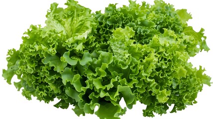 Obraz premium Lettuce on a white background, realistic photographic style, high-resolution digital photography