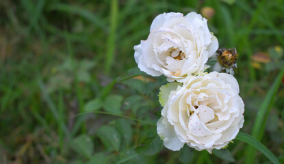 Beautiful White rose flower closeup in garden, A very beautiful rose flower bloomed on the rose tree, Rose flower, bloom flowers, Natural spring flower,  Nature