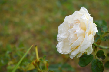 Beautiful White rose flower closeup in garden, A very beautiful rose flower bloomed on the rose tree, Rose flower, bloom flowers, Natural spring flower,  Nature