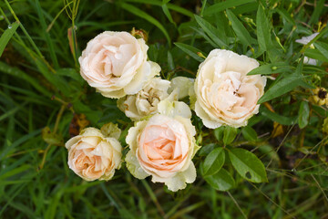 Beautiful White rose flower closeup in garden, A very beautiful rose flower bloomed on the rose tree, Rose flower, bloom flowers, Natural spring flower,  Nature