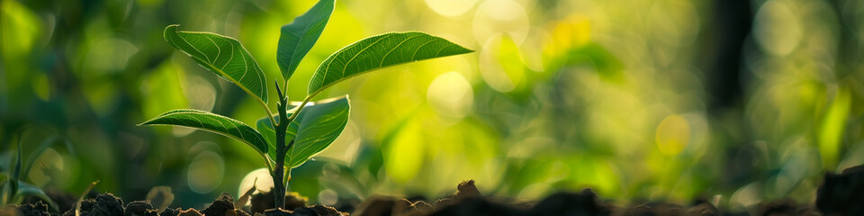 A small sapling sprouts from fertile ground, basking in the warm sunlight filtering through the leaves, representing new beginnings and growth, banner, copy space