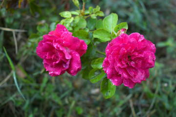 Beautiful red rose flower closeup in garden, A very beautiful rose flower bloomed on the rose tree, Rose flower, bloom flowers, Natural spring flower,  Nature