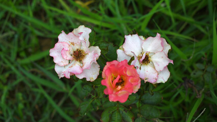 Beautiful pink white rose flower closeup in garden, A very beautiful rose flower bloomed on the rose tree, Rose flower, bloom flowers, Natural spring flower,  Nature