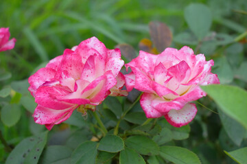 Fototapeta premium Beautiful pink white rose flower closeup in garden, A very beautiful rose flower bloomed on the rose tree, Rose flower, bloom flowers, Natural spring flower, Nature