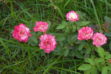 Beautiful pink white rose flower closeup in garden, A very beautiful rose flower bloomed on the rose tree, Rose flower, bloom flowers, Natural spring flower,  Nature