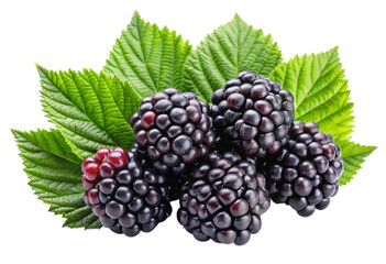 blackberries-with-leaves png