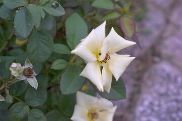 Beautiful yellow rose flower closeup in garden, A very beautiful rose flower bloomed on the rose tree, Rose flower, bloom flowers, Natural spring flower,  Nature