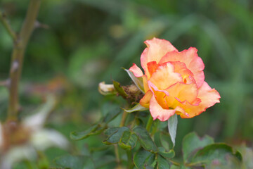 Beautiful red yellow rose flower closeup in garden, A very beautiful rose flower bloomed on the rose tree, Rose flower, bloom flowers, Natural spring flower,  Nature