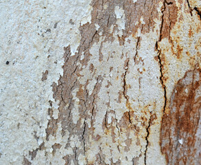 Eucalyptus tree bark texture, Bark of eucalyptus tree, seamless texture, a eucalyptus tree bark texture background image