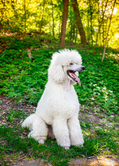 The dog of the royal poodle breed, white in color, sits sideways on the background of the park. The dog looks away. Training. The photo is vertical and blurry