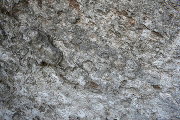Old tree texture. Bark pattern, For background wood work, Bark of brown hardwood, thick bark hardwood, residential house wood. nature, tree, bark, hardwood, trunk, tree, tree trunk close up texture