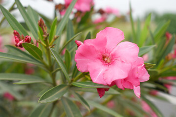 Nerium oleander in bloom, Pink siplicity bunch of flowers and green leaves on branches, Nerium...