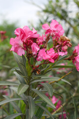 Nerium oleander in bloom, Pink siplicity bunch of flowers and green leaves on branches, Nerium Oleander shrub Pink flowers, ornamental shrub branches in daylight, bunch of flowers closeup