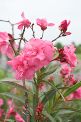 Nerium oleander in bloom, Pink siplicity bunch of flowers and green leaves on branches, Nerium Oleander shrub Pink flowers, ornamental shrub branches in daylight, bunch of flowers closeup