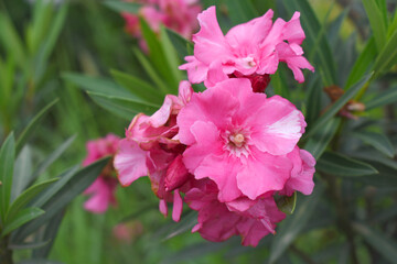 Nerium oleander in bloom, Pink siplicity bunch of flowers and green leaves on branches, Nerium Oleander shrub Pink flowers, ornamental shrub branches in daylight, bunch of flowers closeup